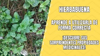 Hierbabuena Propiedades Medicinales y Cómo Aprovecharla [upl. by Andriette]