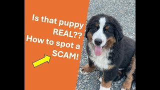 How to spot a scam Is that puppy for real or a fake [upl. by Brandenburg120]