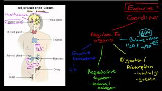 Introduction to the Endocrine System [upl. by Vitoria949]