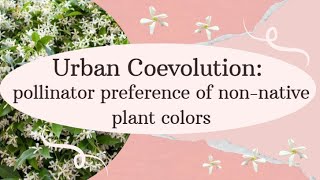 Urban Coevolution pollinator preference of nonnative plant colors [upl. by Allenod]