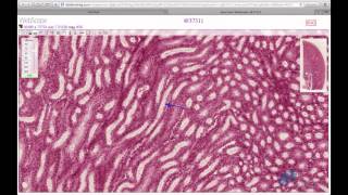 Histology Helper  Urinary System Histology [upl. by Ama]