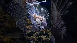 Did You Know Lionfish are Venomous  Nature Shorts  PBS [upl. by Gladdy]