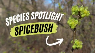 Species Spotlight  Spicebush Lindera benzoin [upl. by Shandie]