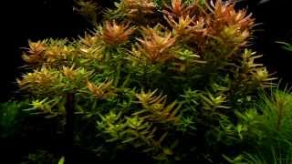 Rotala rotundifolia  aquatic plants guide [upl. by Celine612]