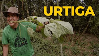 URTIGA A PLANTA MILAGROSA CONTRA ARTRITE DIABETES RINITES E DORES MUSCULARES  Sítio Panc [upl. by Franky]