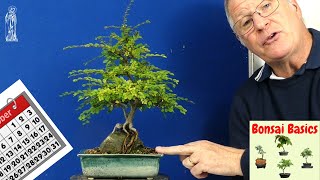 Chinese Elm Bonsai Care Guide Easy Tips for Beginners [upl. by Rossner857]