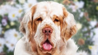 Clumber Spaniel  Top 5 Pros and Cons Clumber Spaniel Facts [upl. by Aneleasor]