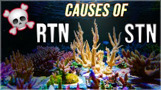 Why Acropora coral die in the reef tank  RTN STN [upl. by Najar]