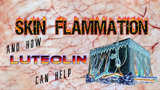 SKINflammation and how Luteolin can help [upl. by Macfadyn]