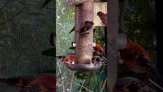 Flock of Red Siskins adults and juveniles bird birds aviary finches nature [upl. by Vaules913]