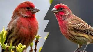 red house singing and chirping  red house finch song [upl. by Mighell]