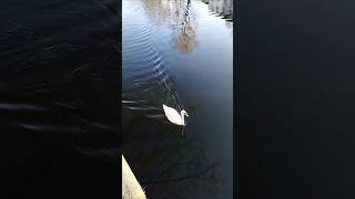 Two swans passed by gracefully 💕goodvibes swanlake berlin animallover river happiness [upl. by Aronel]