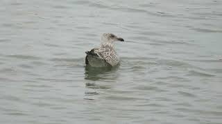 Herring Gull Larus argentatus Landtong Rozenburg ZH the Netherlands 17 Sept 2023 33 [upl. by Ajay100]