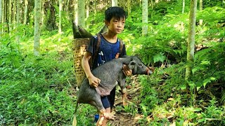 Bac was lucky to catch a wild boar that got stuck while harvesting bamboo shoots [upl. by Pedro]