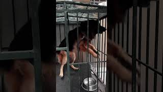 Aggressive dog afaqchaudhry blackgermanshepherd petfood doglover dogfood gsdpuppy pets gsdpu [upl. by Anidene923]