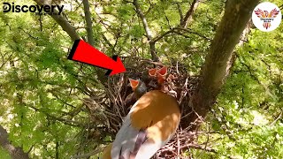 Life in the Nest Rufous Treepie Feeding Its Little Ones DiscoveryBirds [upl. by Diskson537]