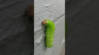 😂🤣😂🤣Luna Moth Caterpillar [upl. by Ariahaj]