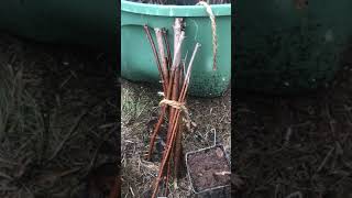 Growing Black Elderberry from cuttings Sambucus Nigra [upl. by Massie356]