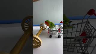 Bird Training  Smart lovebird Parrot  Smart Little Cute Parrot training smartparrot cute [upl. by Witcher]