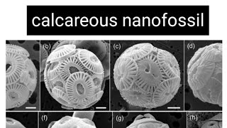 Calcareous nannoplankton  coccolithophores [upl. by Darej290]