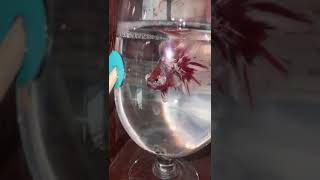 Nemo candy Double tail bettafish nemocandybetta doubletail 🇬🇧 uk bettas eminem loseyourself [upl. by Adnilec]