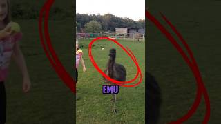 Girl Playing Fetch With Emu🥺 [upl. by Froma]