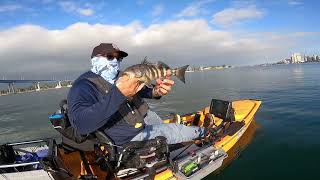 Coronado San Diego Bay Fishing August 24 2024 [upl. by Melquist460]