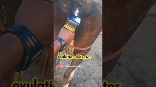 Ovulation detector Heat detector ovulation Heat estrous in cow veternarian fieldvet vet [upl. by Nylasoj402]