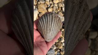 Large FOSSIL SHELL Bivalve found fossilhunting North TEXAS creek  2024 fossildiscovery fossils [upl. by Cutlerr]