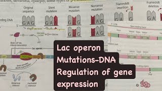 Lac operon  regulation of gene  mutations in DNA  hindi  firstaidusmle neetpg inicet usmle [upl. by Aelrac]