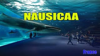 Discover Europes Largest Aquarium Wonderland Nausicaas Spectacular Underwater Universe [upl. by Ernesto]