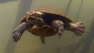 Northern Yellowfaced Turtle Emydura tanybaraga in the Finniss River catchment NT [upl. by Adoree]