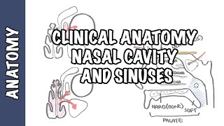 Clinical Anatomy  Nasal Cavity and Sinuses [upl. by Anilos609]