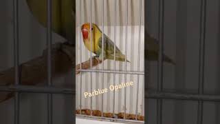 Parblue Opalinebirds lovebirds pets parbluebirdsmarket parrot shortvideo HassanBirdsLover [upl. by Annavoig]