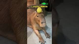 I found evidence that the Capybara is a humanmachine Capybara Capybara I envy the mental state [upl. by Anaidiriv]