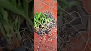 Live plant size our latest orchid plants [upl. by Elamrej]