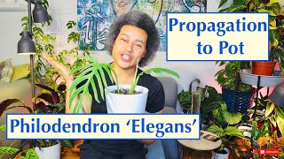 Potting a Philodendron Elegans Cutting [upl. by Haven]