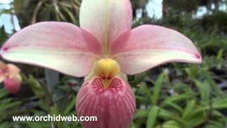 OrchidWeb  Phragmipedium Hanne Popow [upl. by Lonnie629]