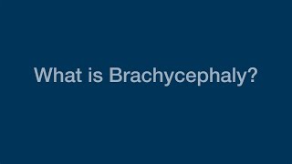 What Is Brachycephaly [upl. by Nobel]