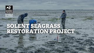 Solent Seagrass Restoration Project [upl. by Shayn]