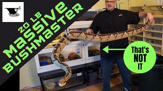 The Worlds Rarest Snake 20 lb Bushmaster [upl. by Hochman837]