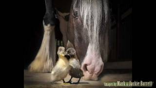 quot550 Gypsy Vanner Horsesquot by Mark J Barrett [upl. by Stephan78]