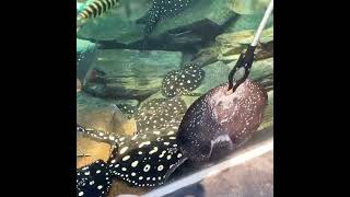 Freshwater stingray lunch stingray aquarium fishtank aquascaping aquariumfish shorts [upl. by Azaria222]