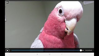 MEET MOMO MY GALAH COCKATOO TALKING [upl. by Lindeberg]