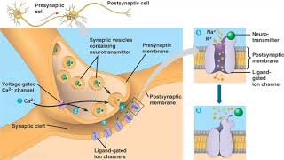 Neurons  Synapses  Neurotransmitters  dendrites  Axon terminals [upl. by Isyed768]