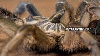 Tarantula Horn Evolution [upl. by Asirrak668]