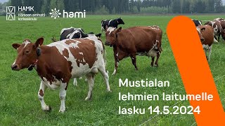 Mustialan lehmien laitumelle lasku 2024 [upl. by Lisandra334]