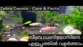 Zebra Fish  Care amp Facts  Malayalam [upl. by Muriah757]