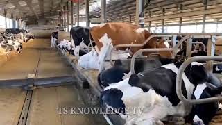 Nawaz Sharif  Shahbaz Sharif  Ka Dairy farm [upl. by Knighton]