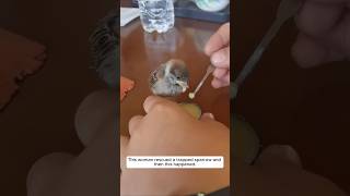 This woman rescued a trapped sparrow and then this happened animalshorts sparrow [upl. by Emrich]